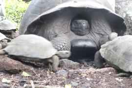 170 сухопутных черепах выпустили на волю на Галапагосах