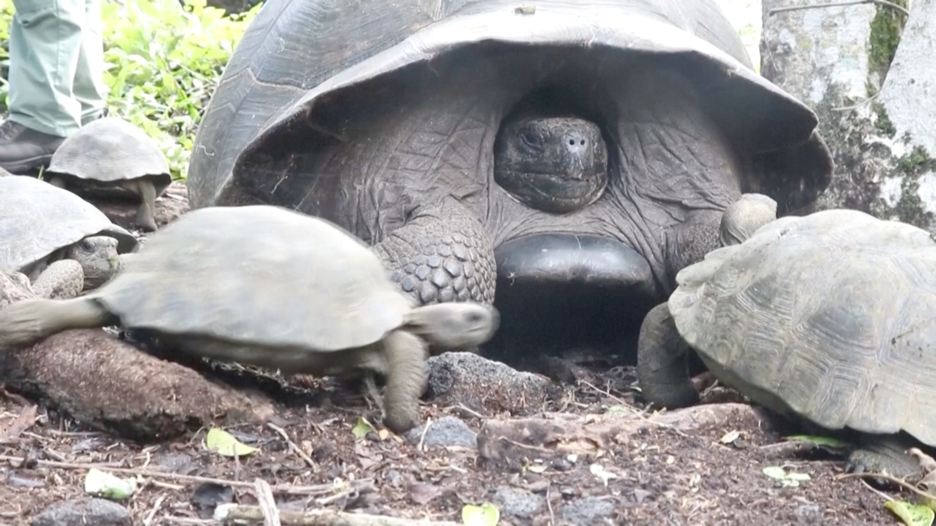 170 сухопутных черепах выпустили на волю на Галапагосах