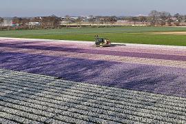 Миллионы тюльпанов, нарциссов и гиацинтов расцвели недалеко от Амстердама