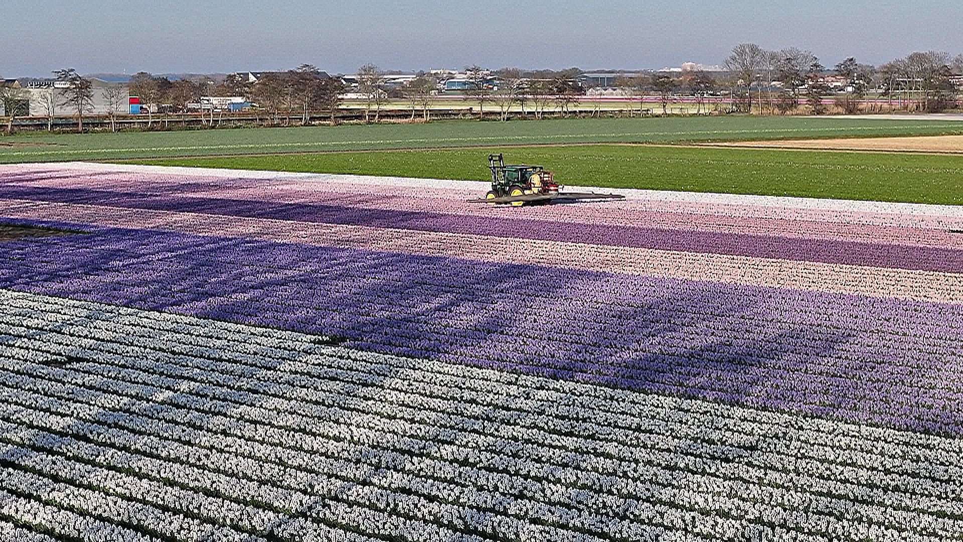 Миллионы тюльпанов, нарциссов и гиацинтов расцвели недалеко от Амстердама Миллионы тюльпанов, нарциссов и гиацинтов расцвели недалеко от Амстердама