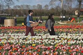 Всё больше итальянцев хотят самостоятельно собирать тюльпаны на полях