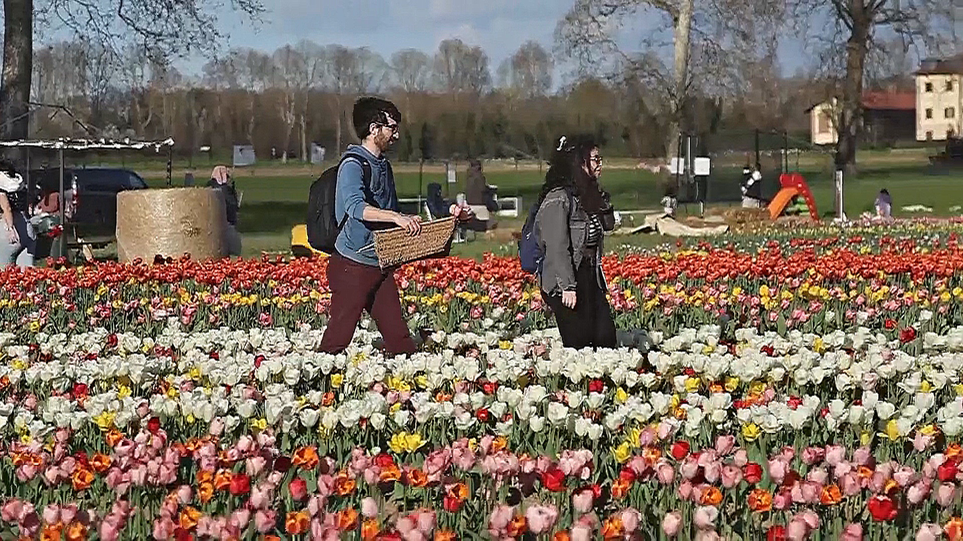 Всё больше итальянцев хотят самостоятельно собирать тюльпаны на полях