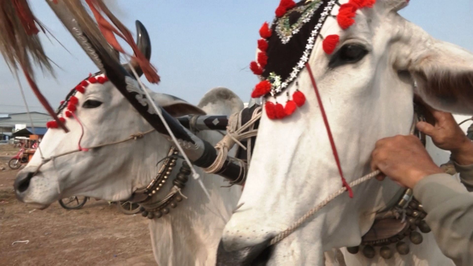 Гонки на воловьих упряжках устроили камбоджийские фермеры