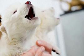 Учёные заявили, что воскресили лютоволков, вымерших 10 тыс. лет назад