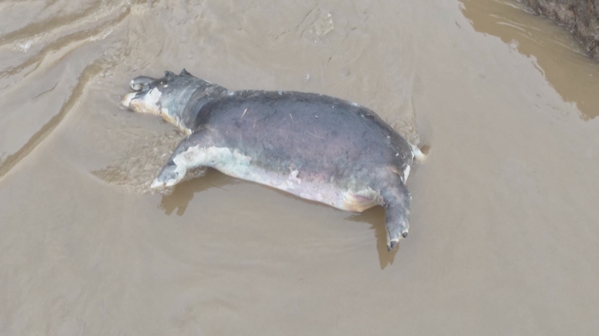 Сибирская язва убила 50 бегемотов в национальном парке Вирунга в ДР Конго