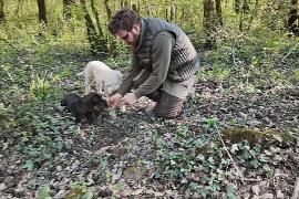 Хорватские охотники за трюфелями защищают свои леса от любителей