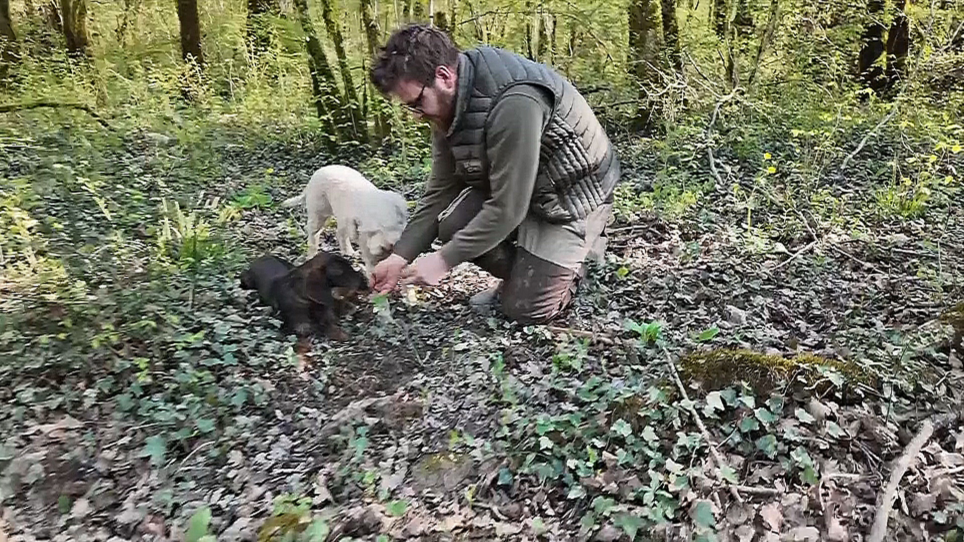 Хорватские охотники за трюфелями защищают свои леса от любителей