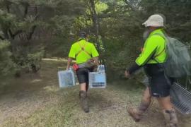 Маори отлавливают инвазивных кошек и крыс на отдалённом острове в Новой Зеландии