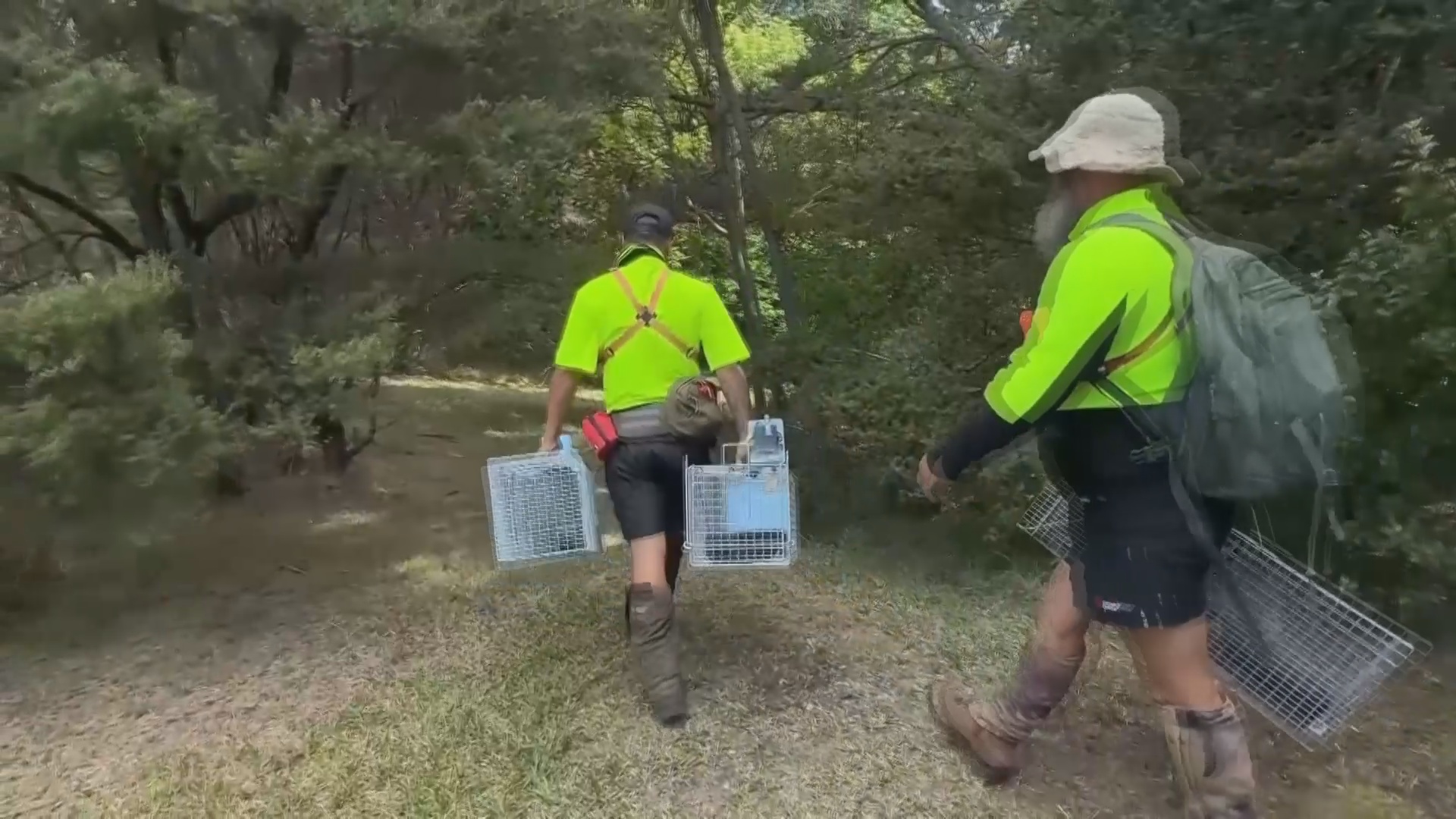 Маори отлавливают инвазивных кошек и крыс на отдалённом острове в Новой Зеландии