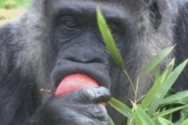 Старейшая в мире горилла отпраздновала 68-й день рождения в Берлинском зоопарке