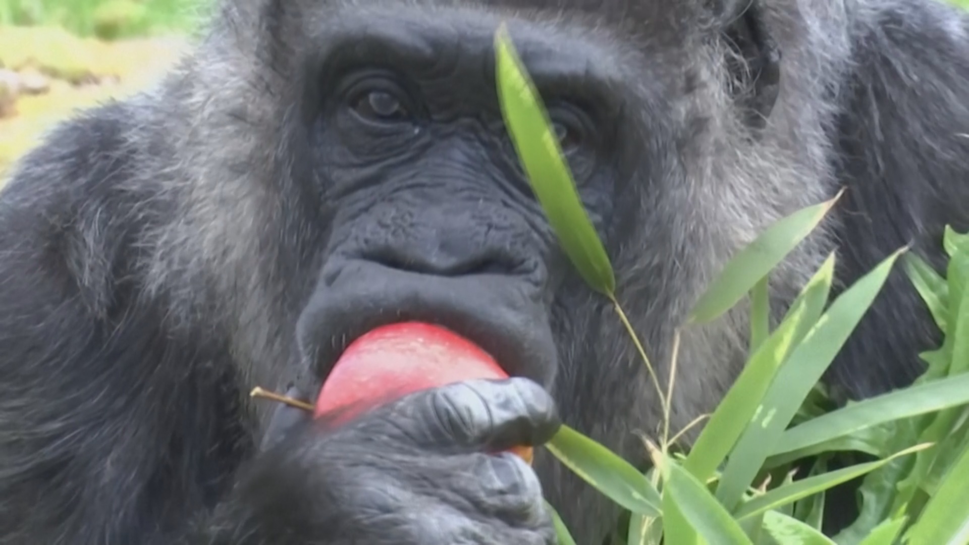 Старейшая в мире горилла отпраздновала 68-й день рождения в Берлинском зоопарке Старейшая в мире горилла отпраздновала 68-й день рождения в Берлинском зоопарке
