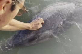 Свой ручной дельфин уже 30 лет есть у жителей мексиканского городка