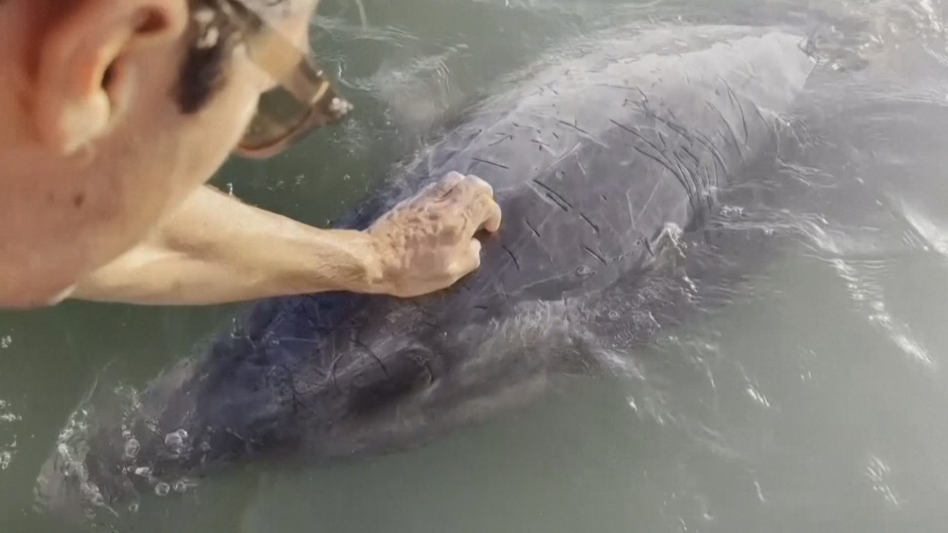 Свой ручной дельфин уже 30 лет есть у жителей мексиканского городка Свой ручной дельфин уже 30 лет есть у жителей мексиканского городка