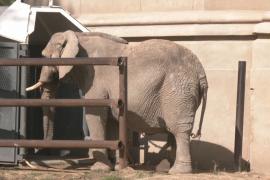 Африканская слониха месяцами привыкала к клетке, чтобы переехать в заповедник