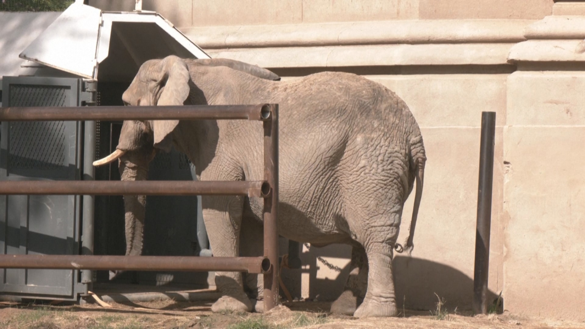 Африканская слониха месяцами привыкала к клетке, чтобы переехать в заповедник Африканская слониха месяцами привыкала к клетке, чтобы переехать в заповедник