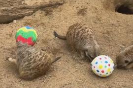 Пасхальными яйцами с начинкой-сюрпризом угостили сурикатов в немецком зоопарке