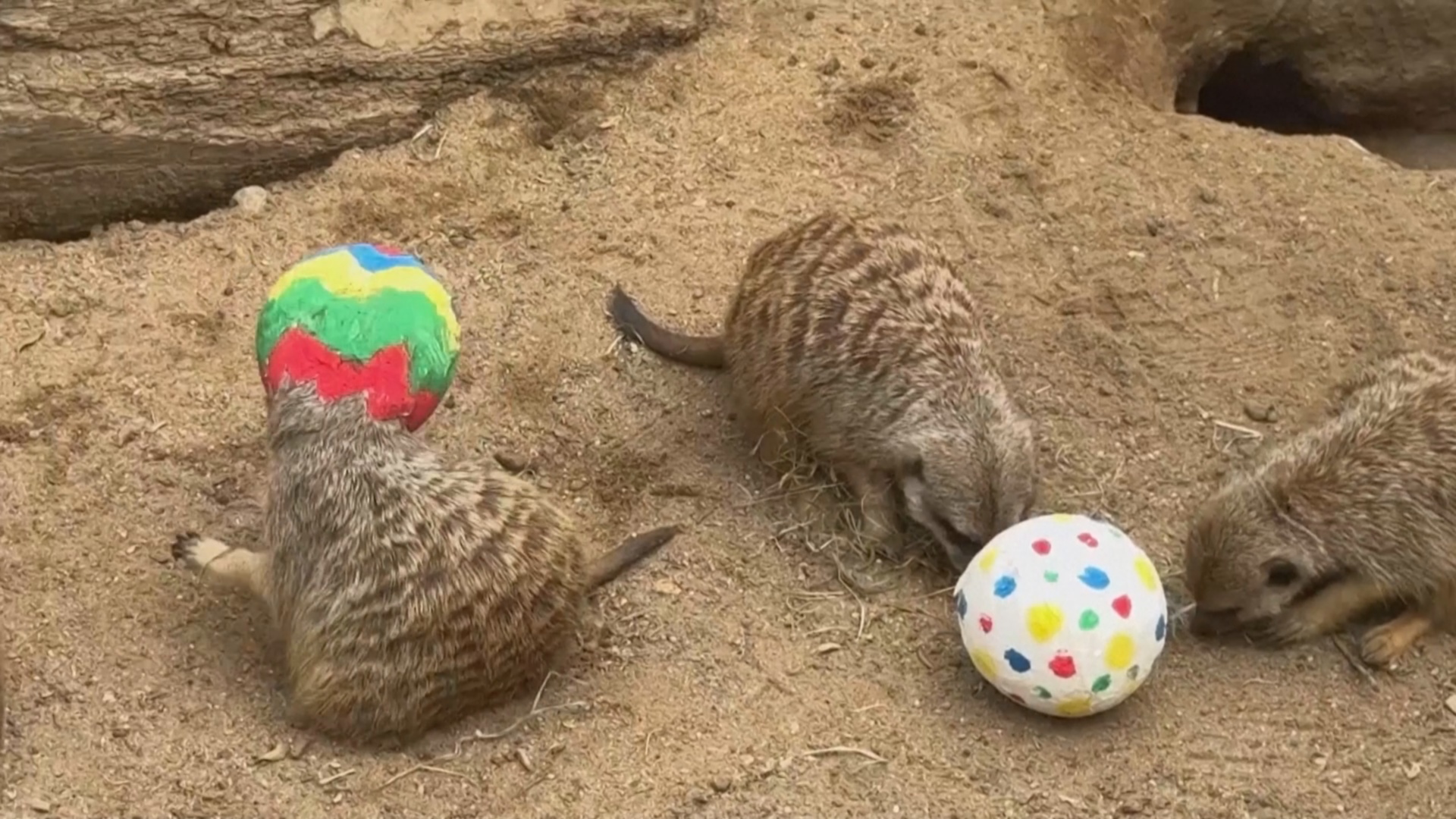 Пасхальными яйцами с начинкой-сюрпризом угостили сурикатов в немецком зоопарке