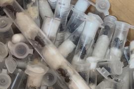 В Кении «Муравьиную банду» будут судить за попытку вывезти из страны живых насекомых