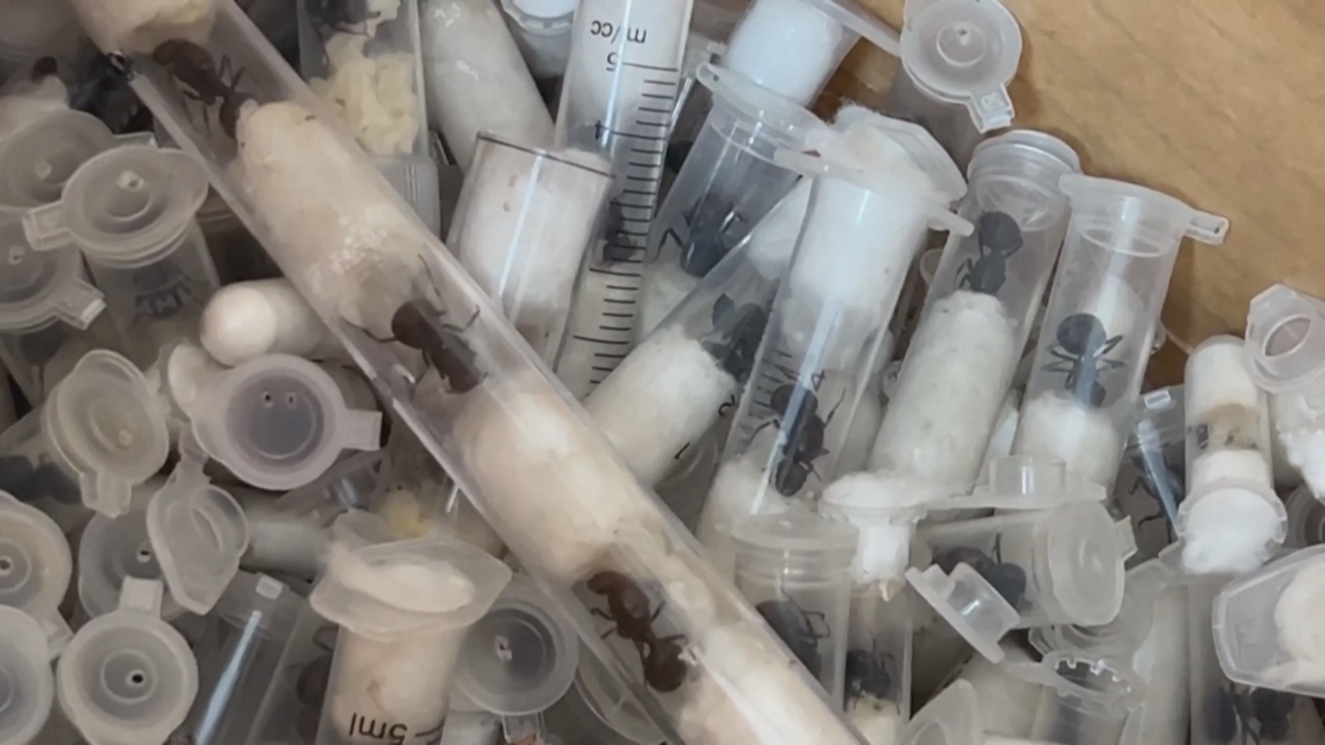 В Кении «Муравьиную банду» будут судить за попытку вывезти из страны живых насекомых