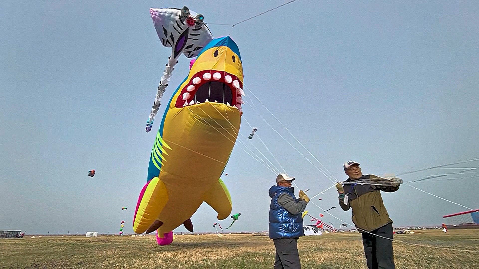 Гигантские тигры и акулы заполнили небо на китайском фестивале воздушных змеев Гигантские тигры и акулы заполнили небо на китайском фестивале воздушных змеев