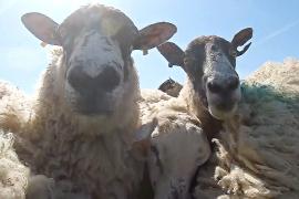 Где разводят самых «благовоспитанных» овец Великобритании