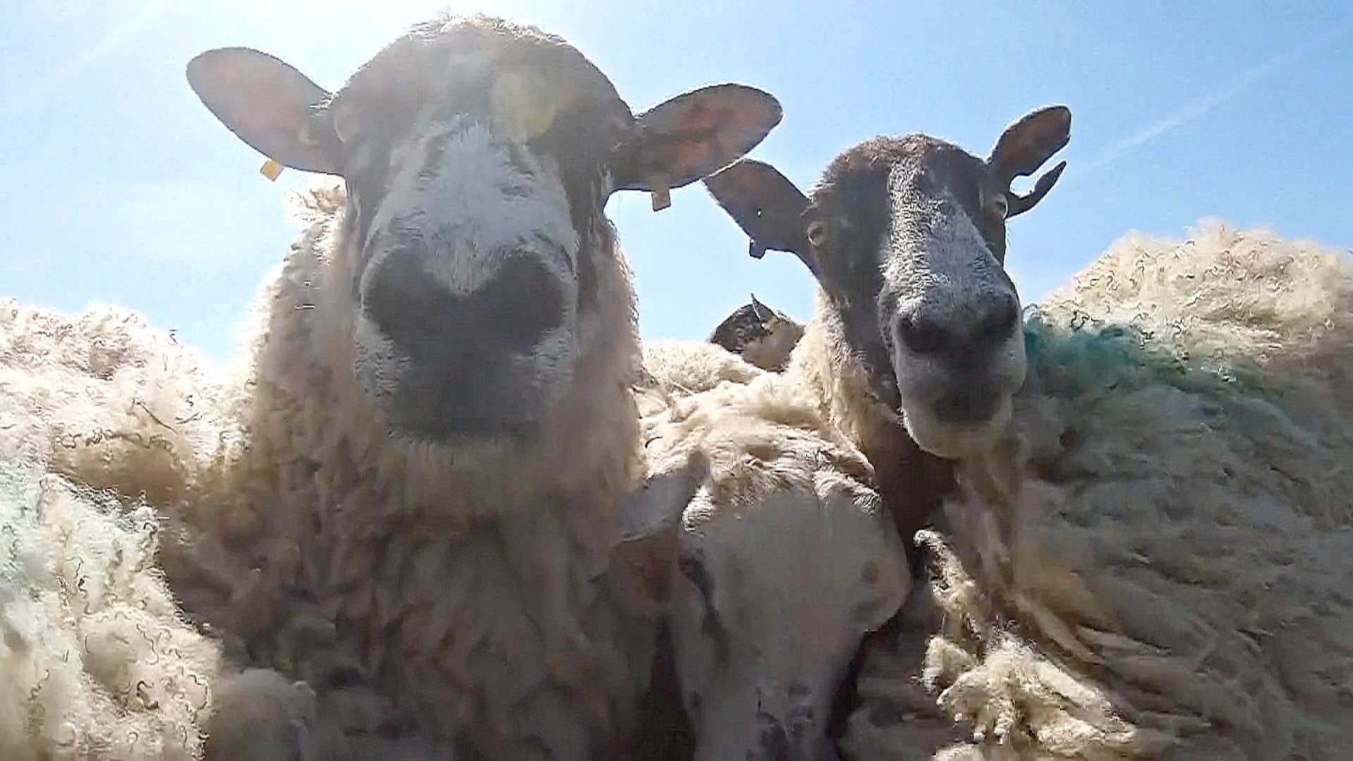Где разводят самых «благовоспитанных» овец Великобритании Где разводят самых «благовоспитанных» овец Великобритании