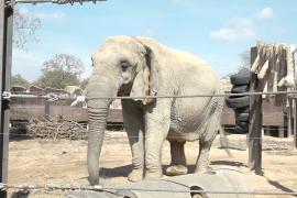 В зоопарке Барселоны создают наилучшие условия для пожилых слонов