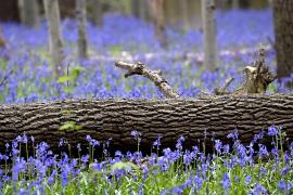 Знаменитый лес Халлер-Бос в Бельгии привлекает туристов ковром из колокольчиков