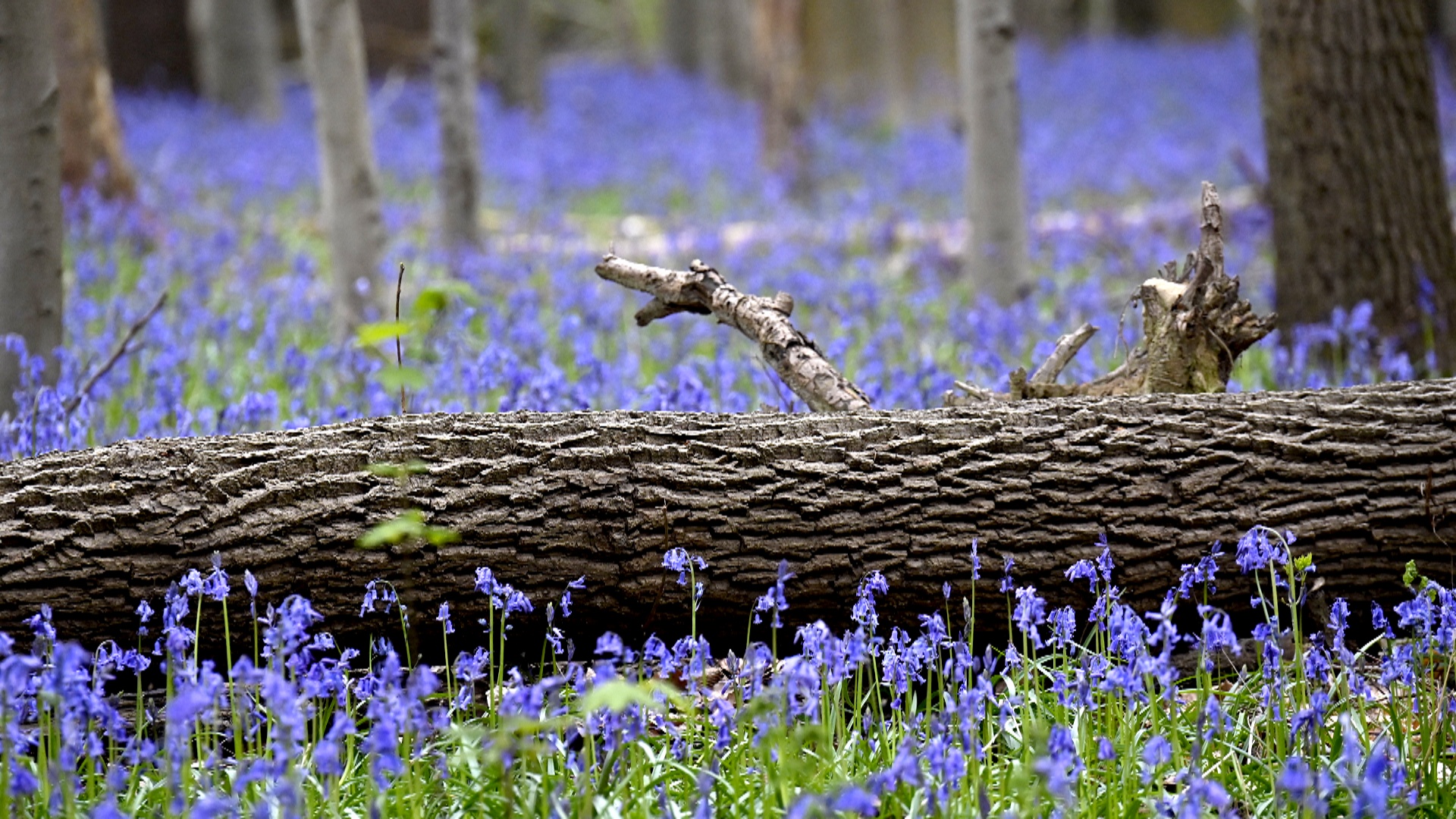 Знаменитый лес Халлер-Бос в Бельгии привлекает туристов ковром из колокольчиков Знаменитый лес Халлер-Бос в Бельгии привлекает туристов ковром из колокольчиков