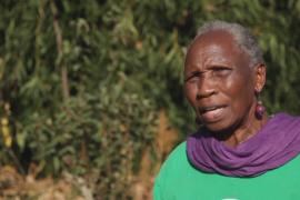 Кения надеется, что бамбук поможет спасти её леса и почву