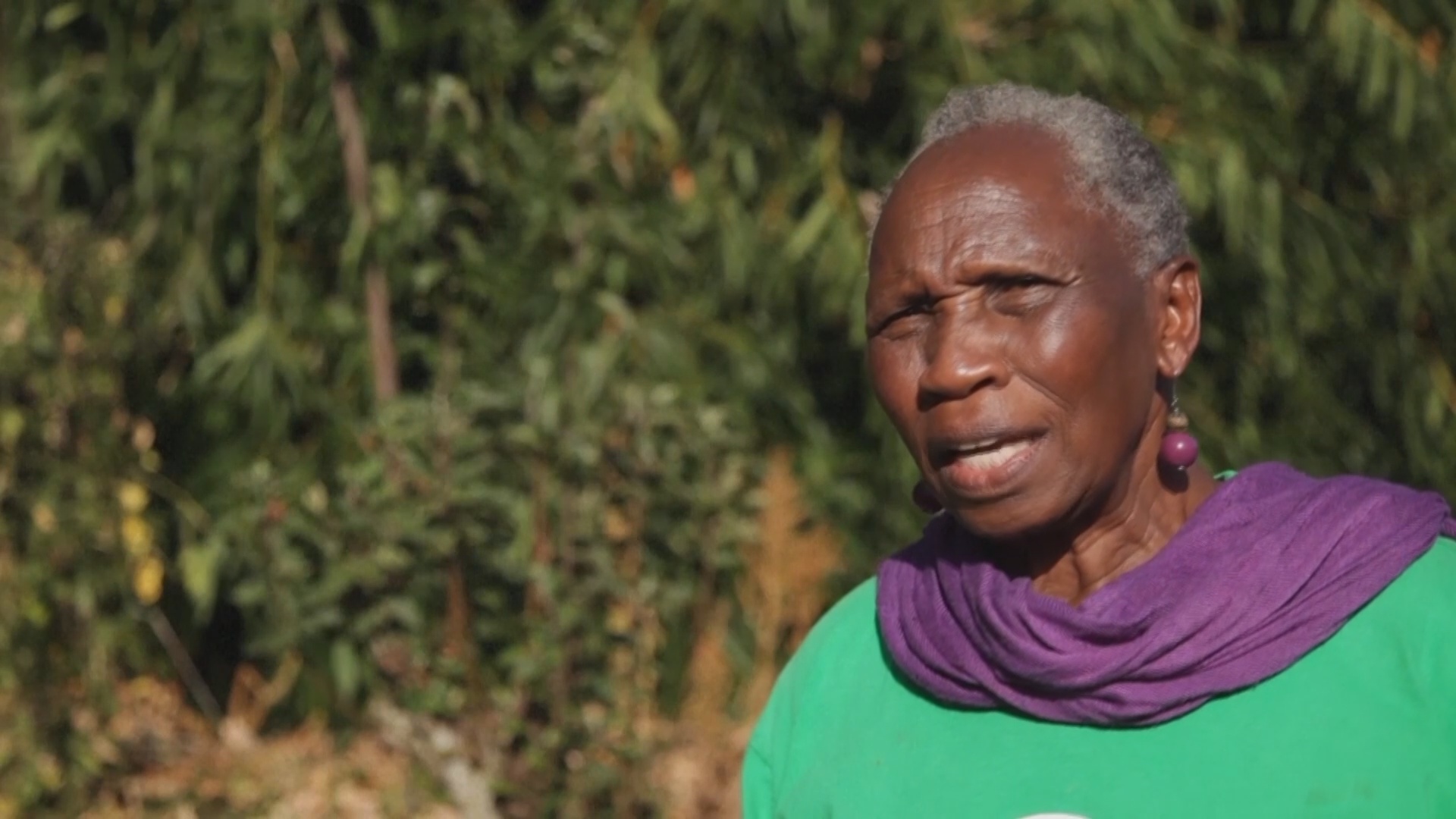 Кения надеется, что бамбук поможет спасти её леса и почву