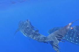 Учёные надеются впервые увидеть спаривание китовых акул