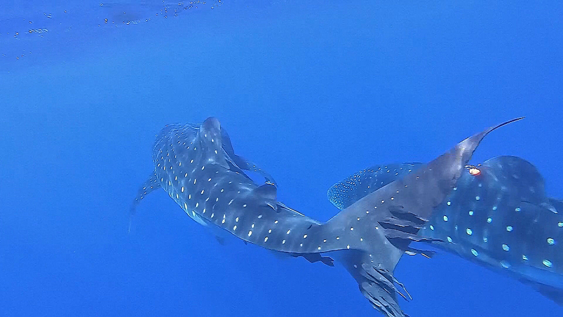 Учёные надеются впервые увидеть спаривание китовых акул