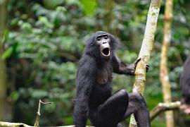 Учёные: бонобо подобно людям могут составлять фразы и предложения