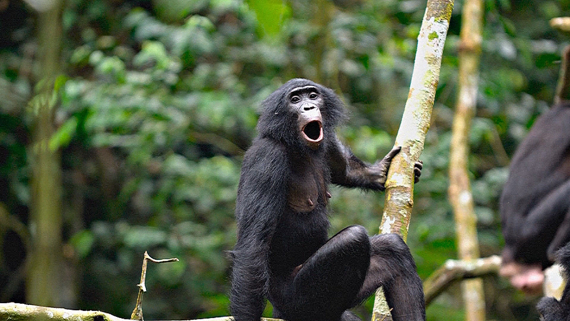 Учёные: бонобо подобно людям могут составлять фразы и предложения Учёные: бонобо подобно людям могут составлять фразы и предложения