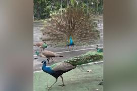 Нашествие павлинов: в пригороде Майами проводят программу стерилизации птиц