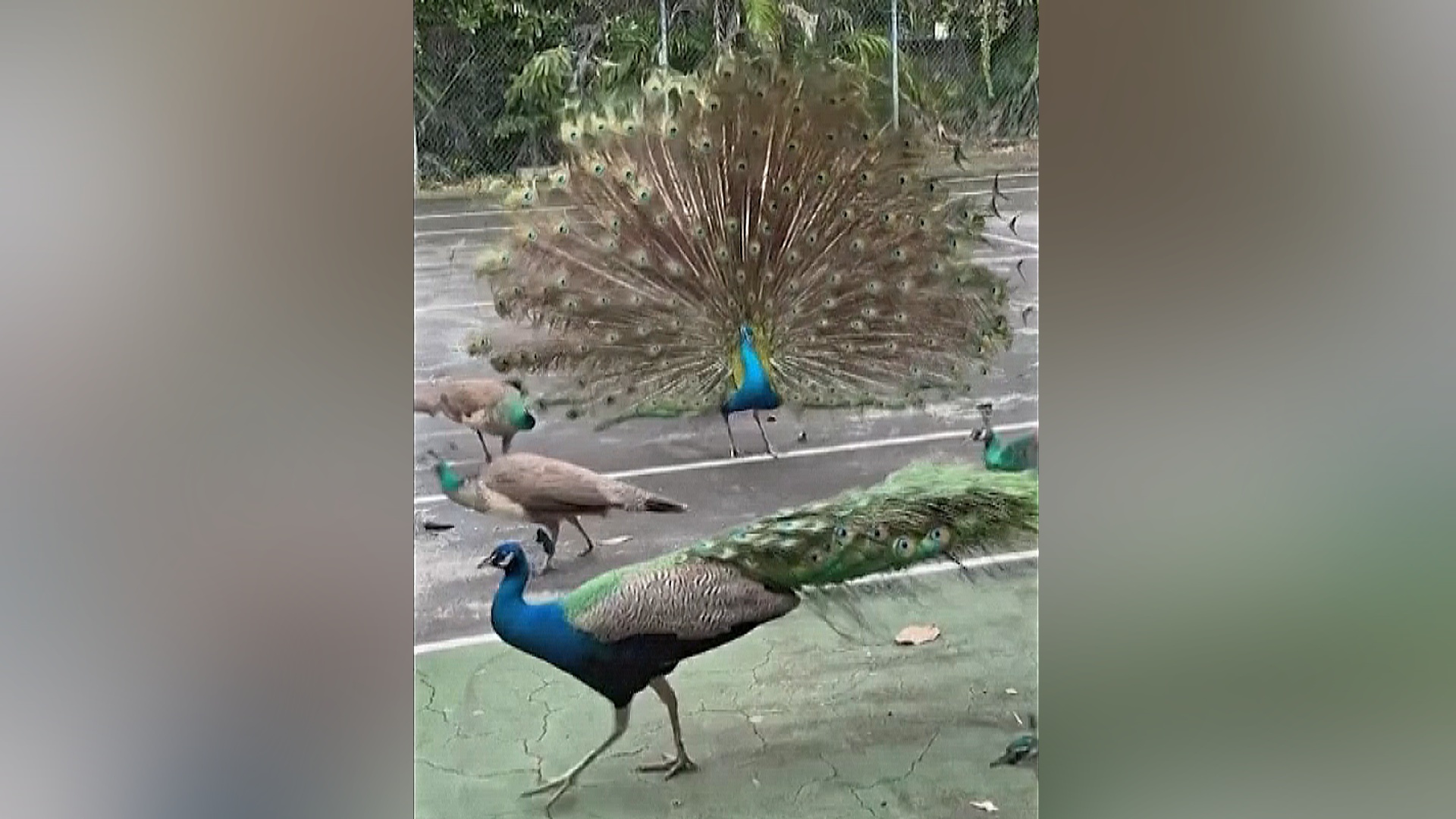 Нашествие павлинов: в пригороде Майами проводят программу стерилизации птиц Нашествие павлинов: в пригороде Майами проводят программу стерилизации птиц