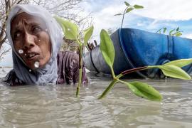 Индонезийка высаживает мангровые леса, чтобы защитить свой дом от океана