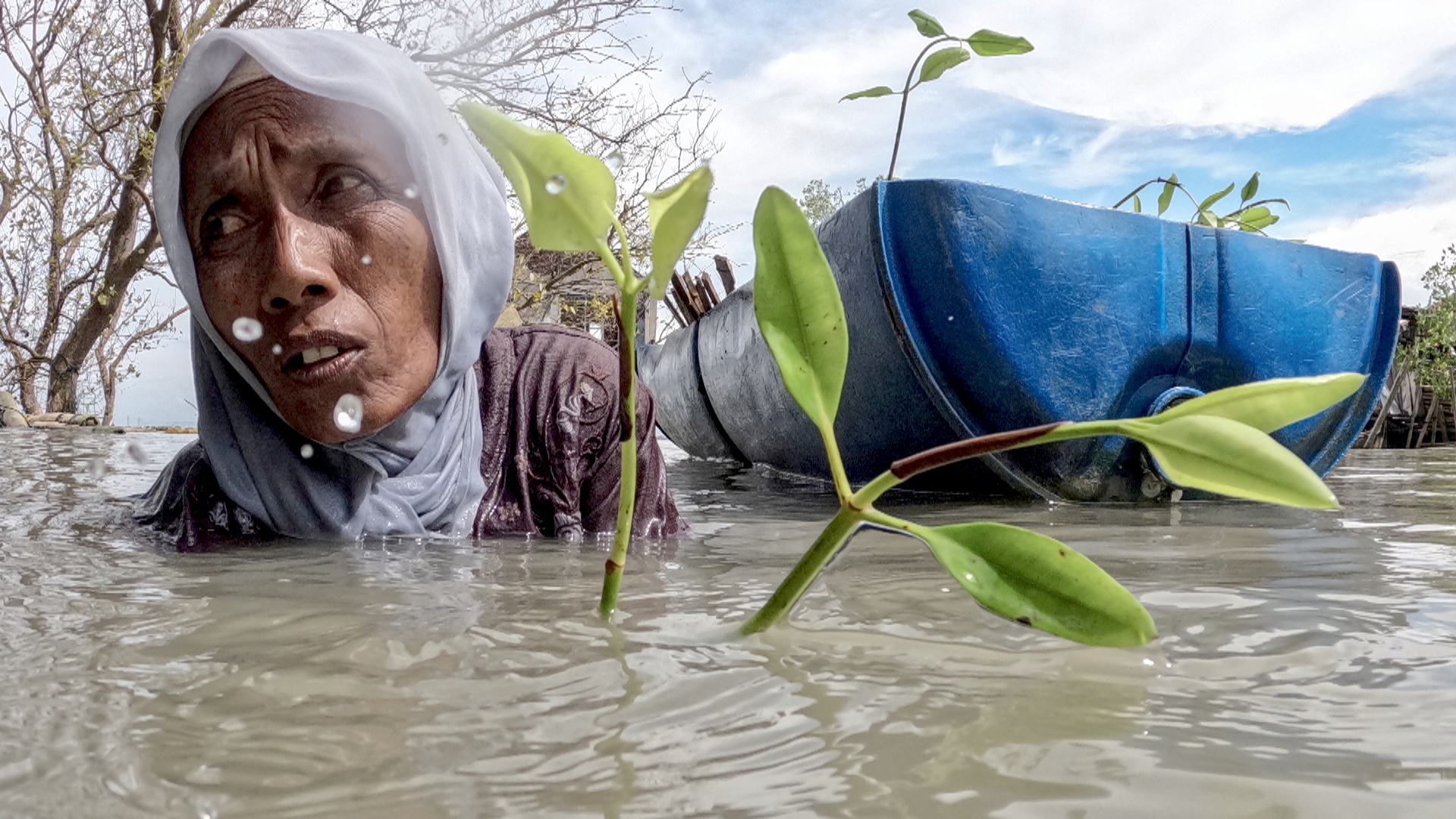 Индонезийка высаживает мангровые леса, чтобы защитить свой дом от океана Индонезийка высаживает мангровые леса, чтобы защитить свой дом от океана