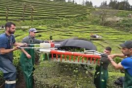 Где находится старейшая и крупнейшая чайная плантация Европы