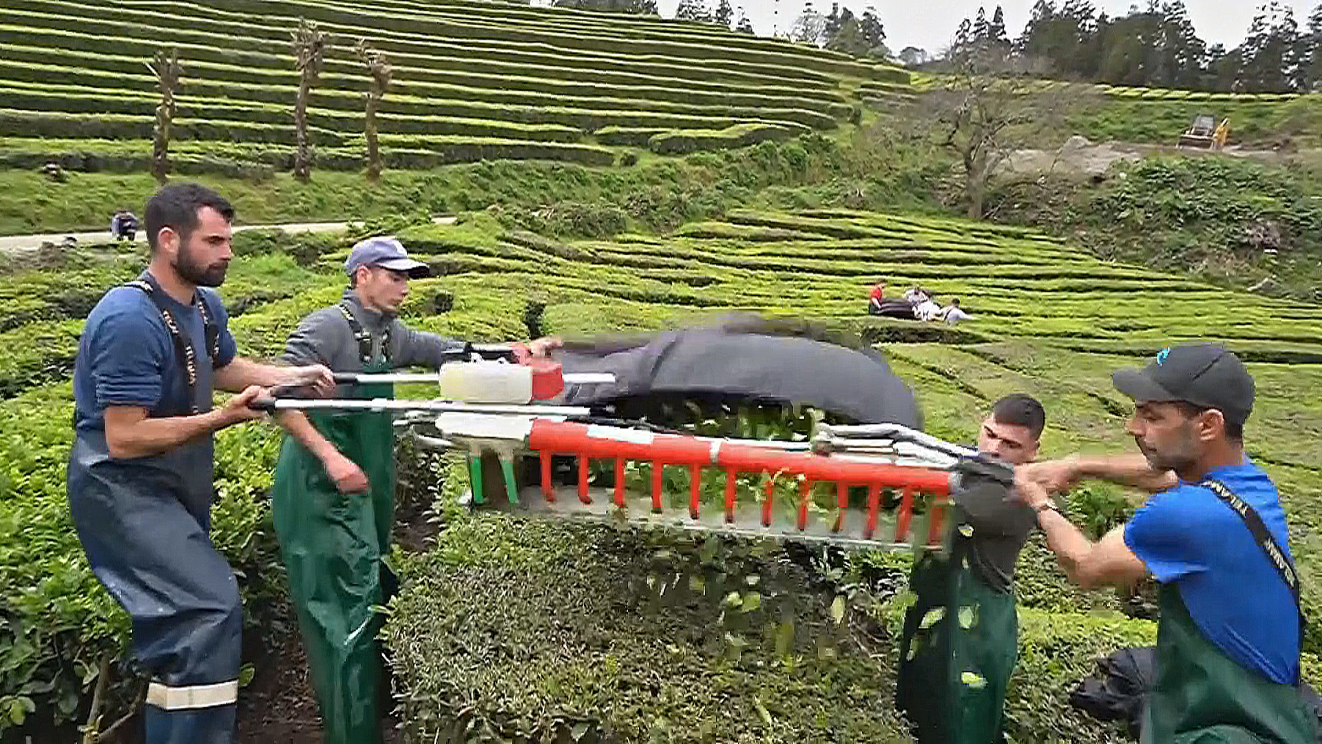 Где находится старейшая и крупнейшая чайная плантация Европы Где находится старейшая и крупнейшая чайная плантация Европы