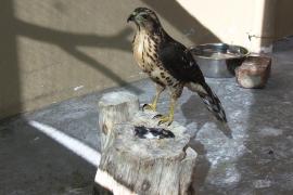 Реабилитационный центр в ЮАР спасает раненых и больных хищных птиц