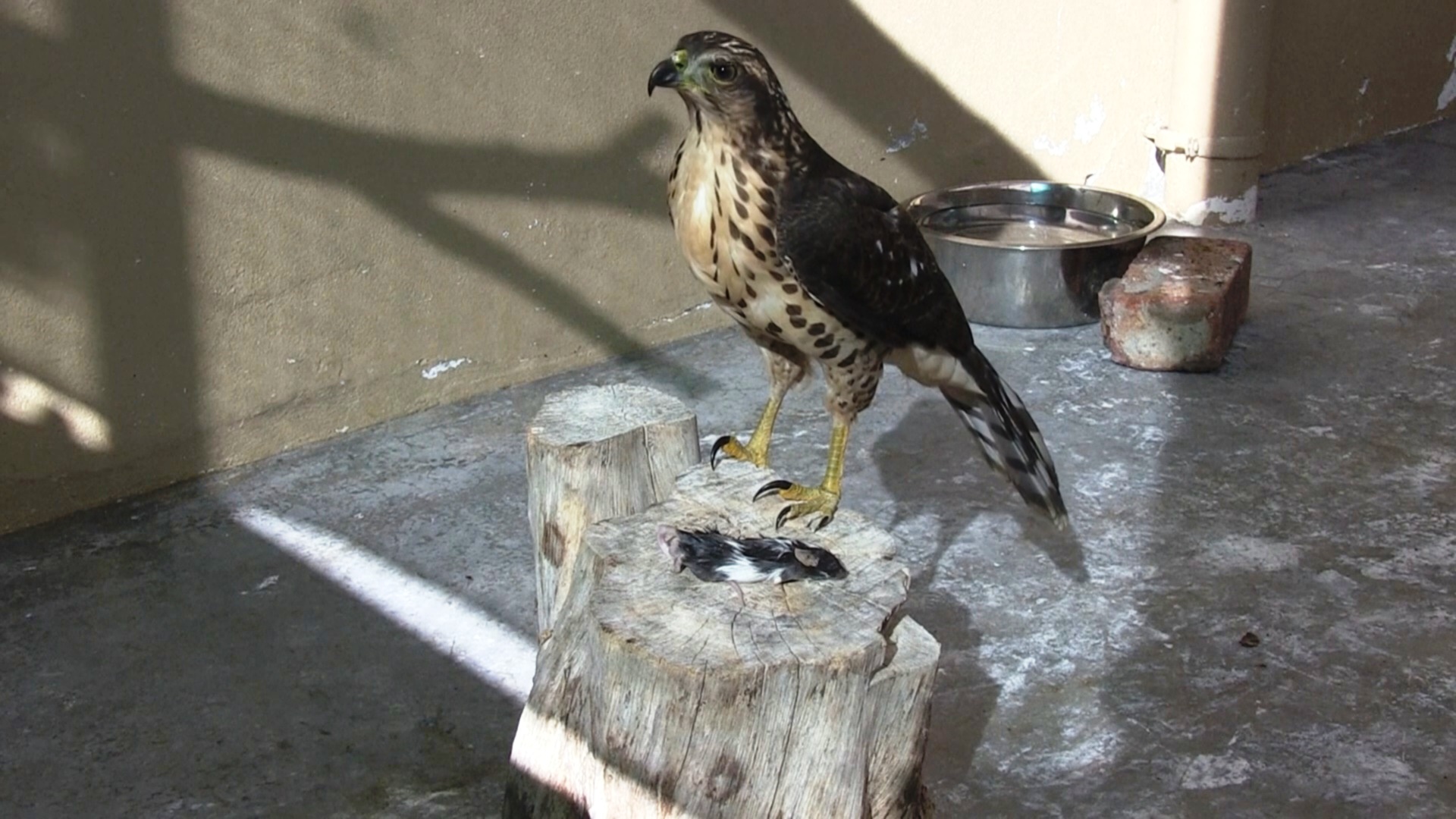 Реабилитационный центр в ЮАР спасает раненых и больных хищных птиц Реабилитационный центр в ЮАР спасает раненых и больных хищных птиц