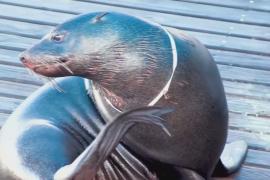 Как на набережной в Кейптауне регулируют отношения между человеком и дикой природой