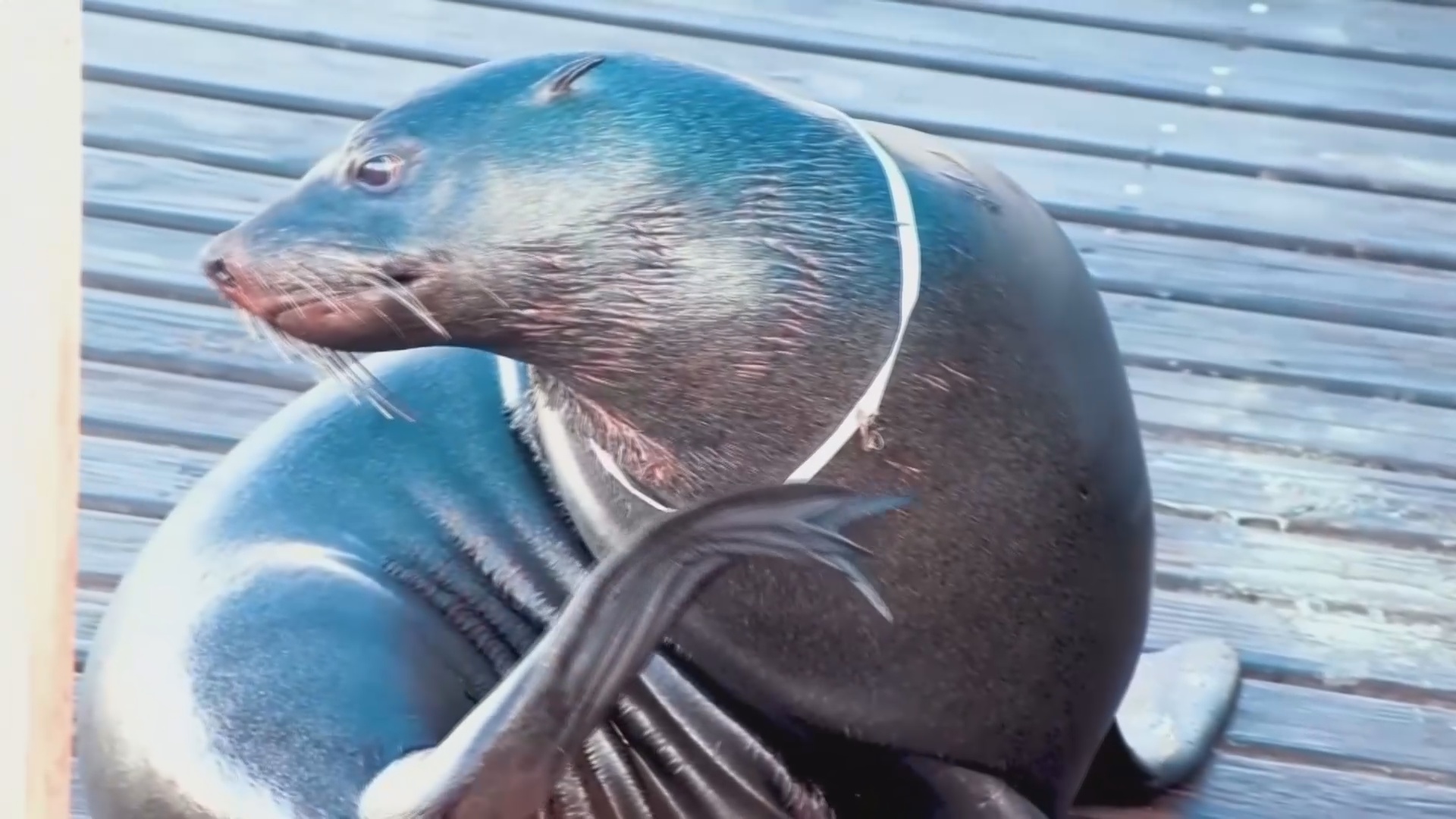 Как на набережной в Кейптауне регулируют отношения между человеком и дикой природой