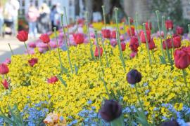 100 000 тюльпанов украсили сады вокруг дворца Генриха VIII в Лондоне