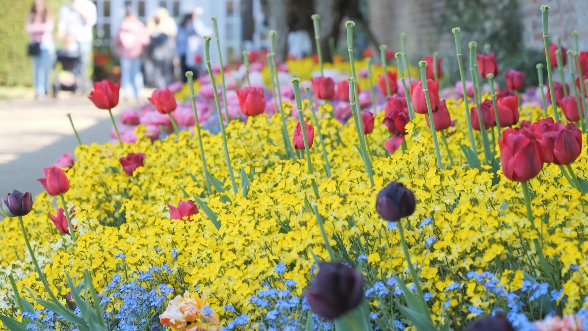 100 000 тюльпанов украсили сады вокруг дворца Генриха VIII в Лондоне
