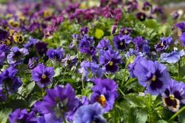 Выбор и покупка саженцев для озеленения территории