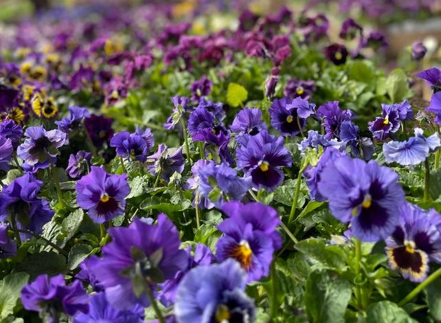 Выбор и покупка саженцев для озеленения территории