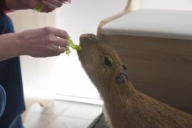 В антикафе в Москве можно погладить и покормить капибар
